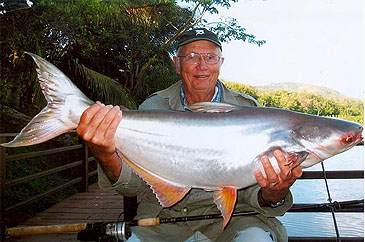 Record photograph for Pangasius mekongensis